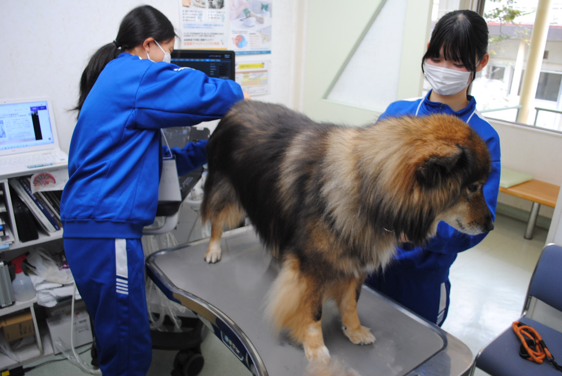 トリミング作業の様子