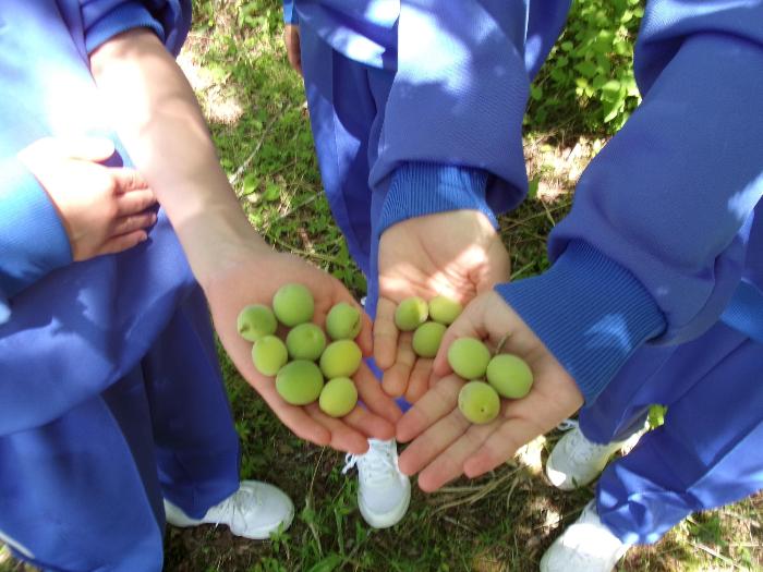 収穫した梅を手のひらにのせて見せる中学生3人