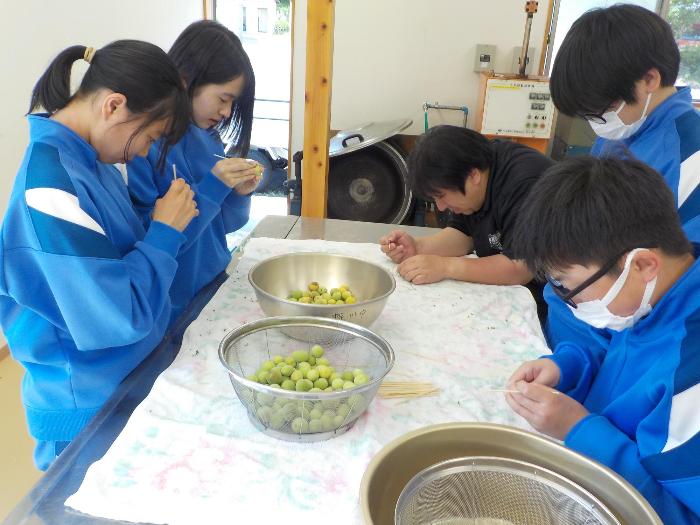 梅のへたを除去する中学生と教師