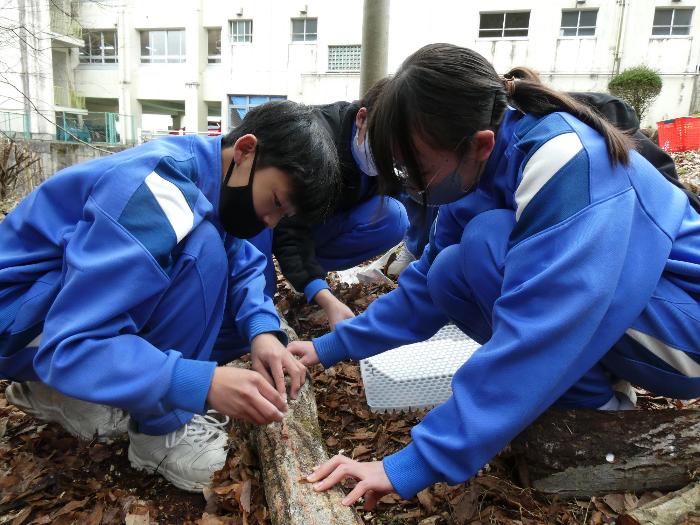 原木に椎茸の菌を植える1年生