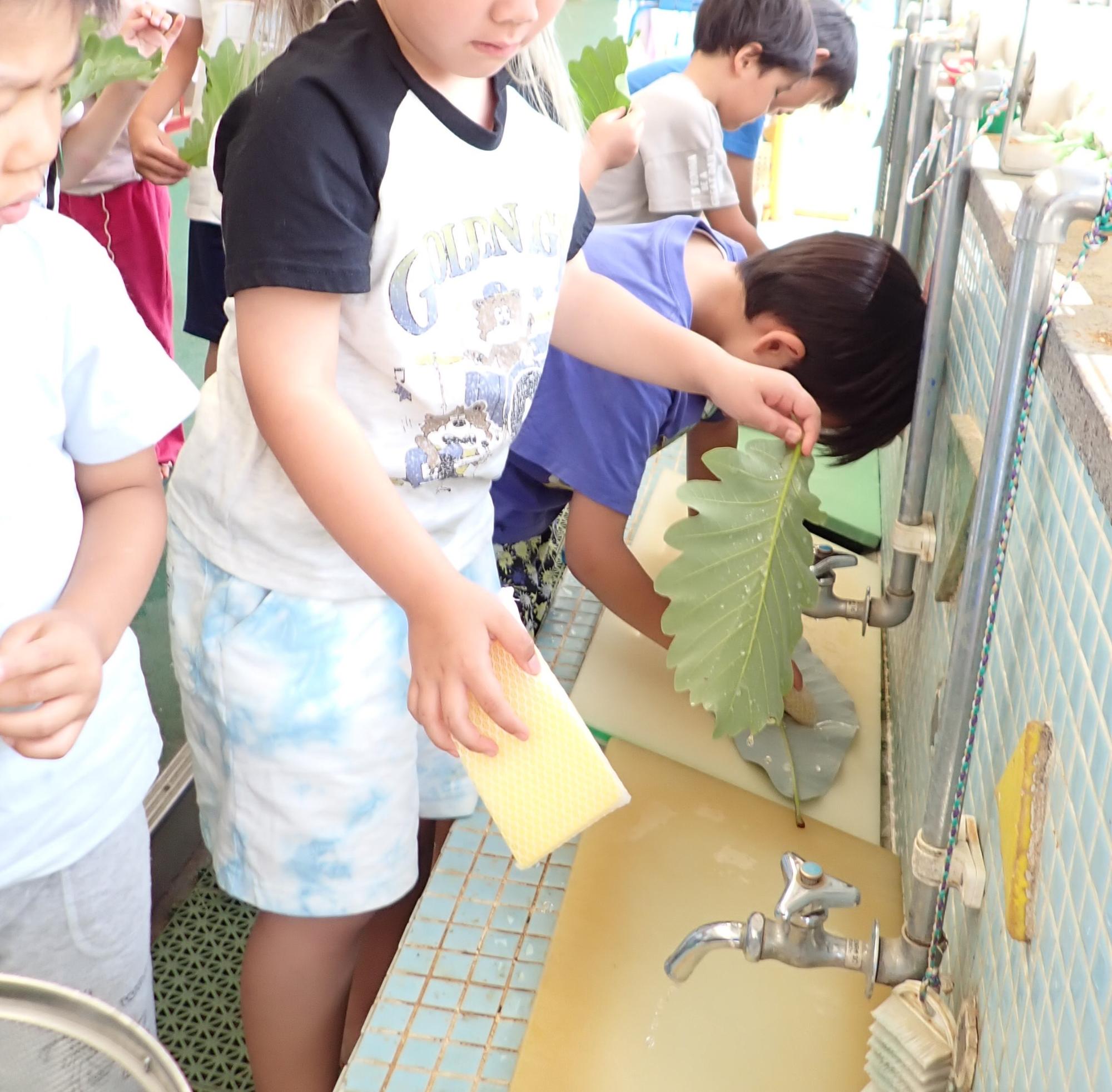子供が葉を洗っている