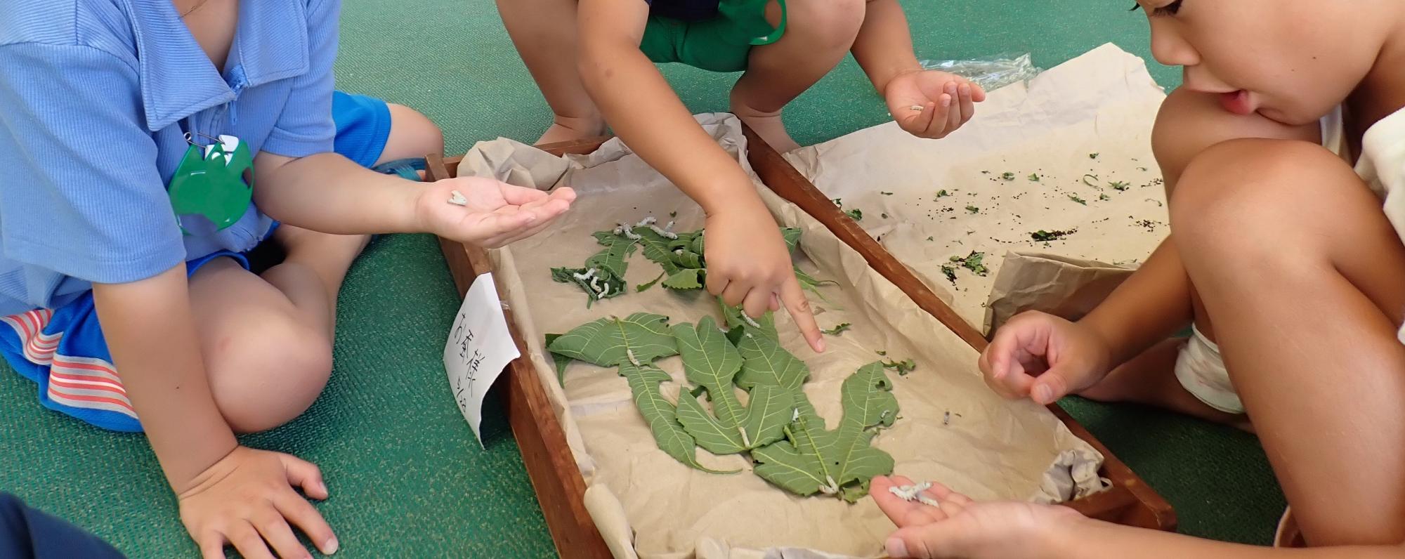 子供が小さなおかいこさまを見ている