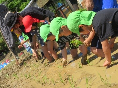 田植えの様子