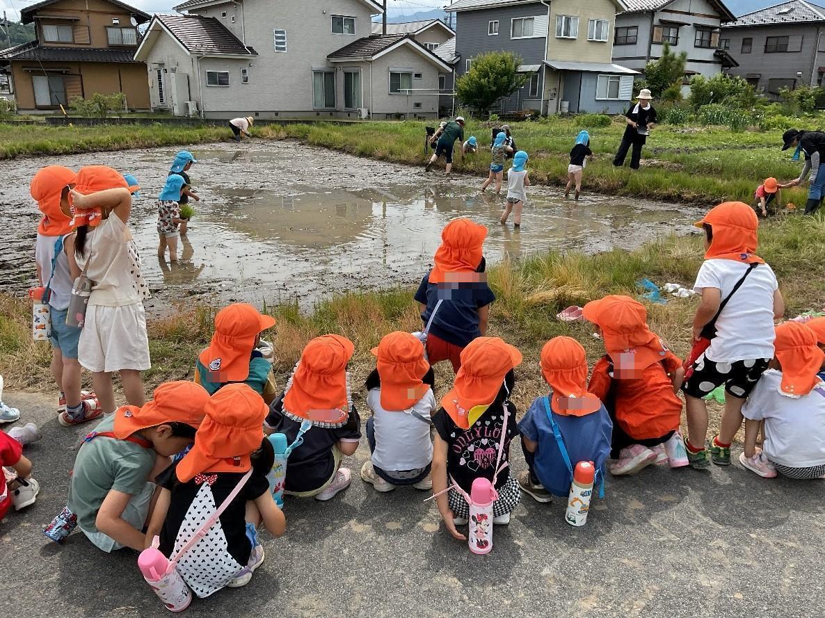 年長さんが田植えをしました。その様子を年中さんが見せてもらいました。