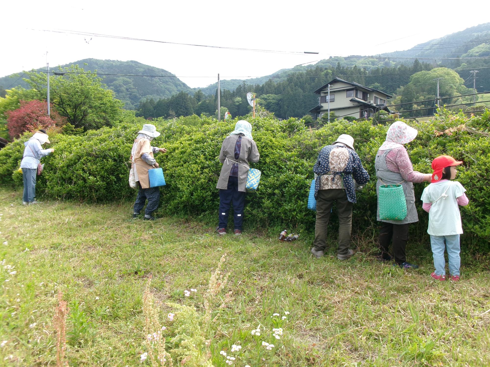 お茶摘み2