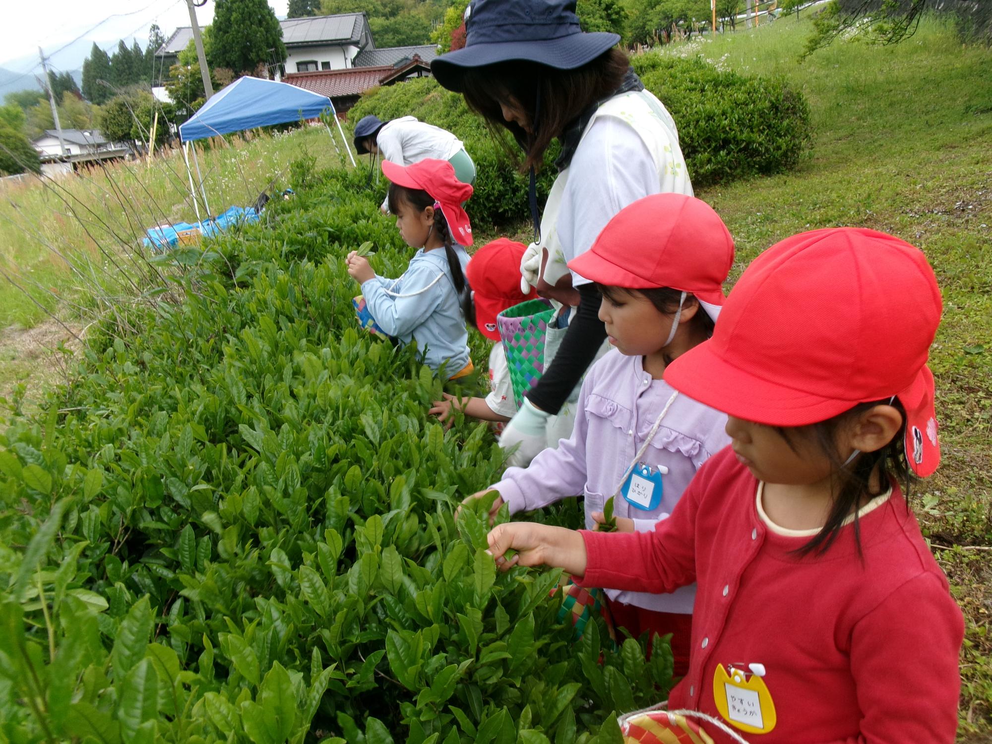 お茶摘み3 子ども