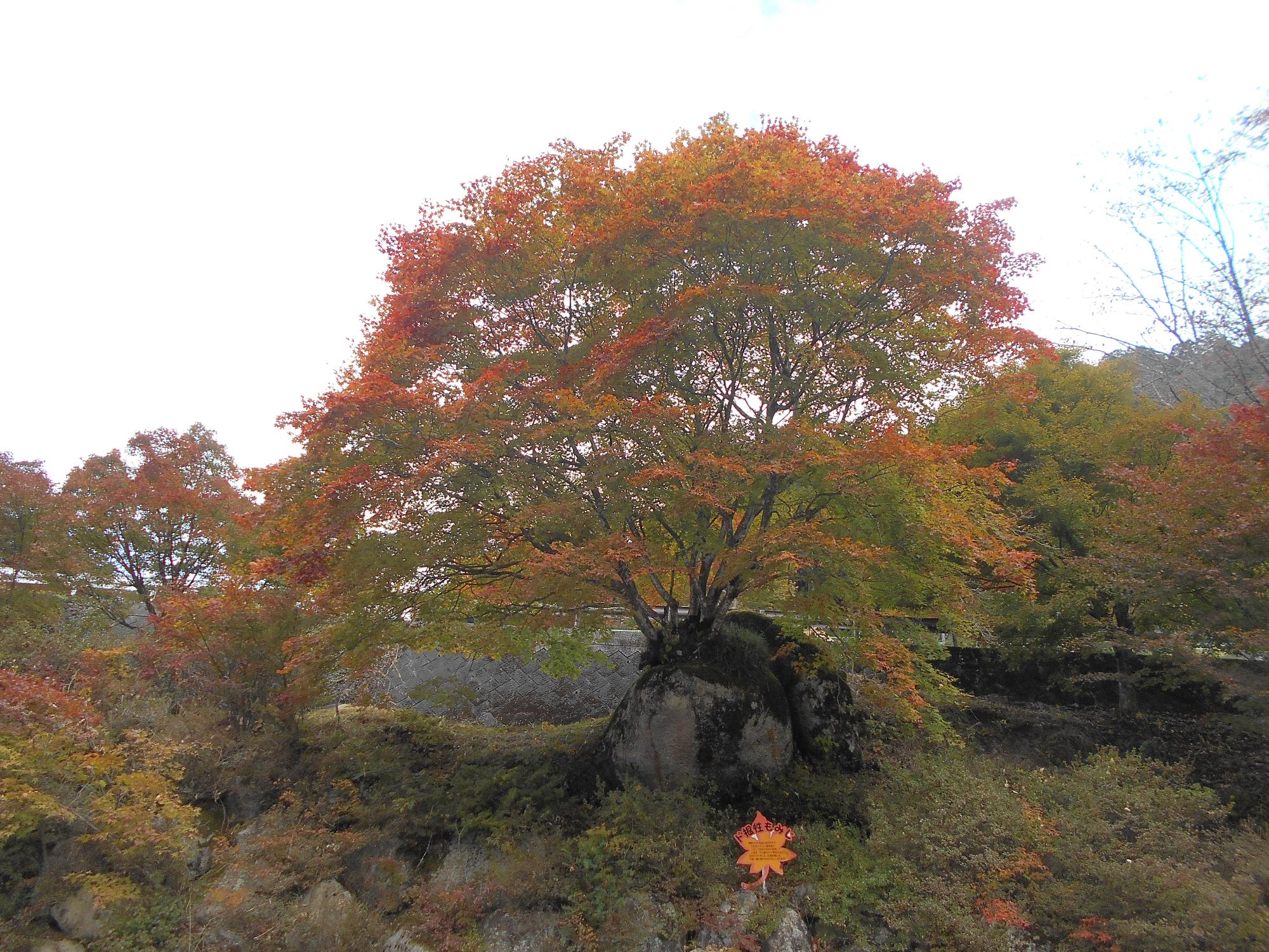 令和4年10月30日ド根性もみじ