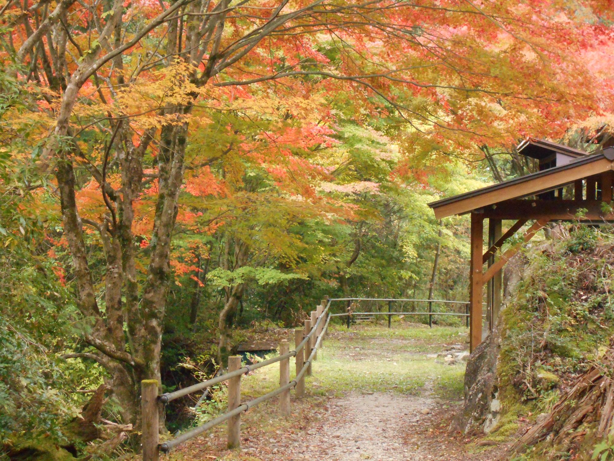 令和4年10月31日竜神キャンプ場