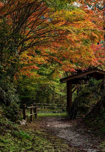 夕森渓谷の紅葉画像その8