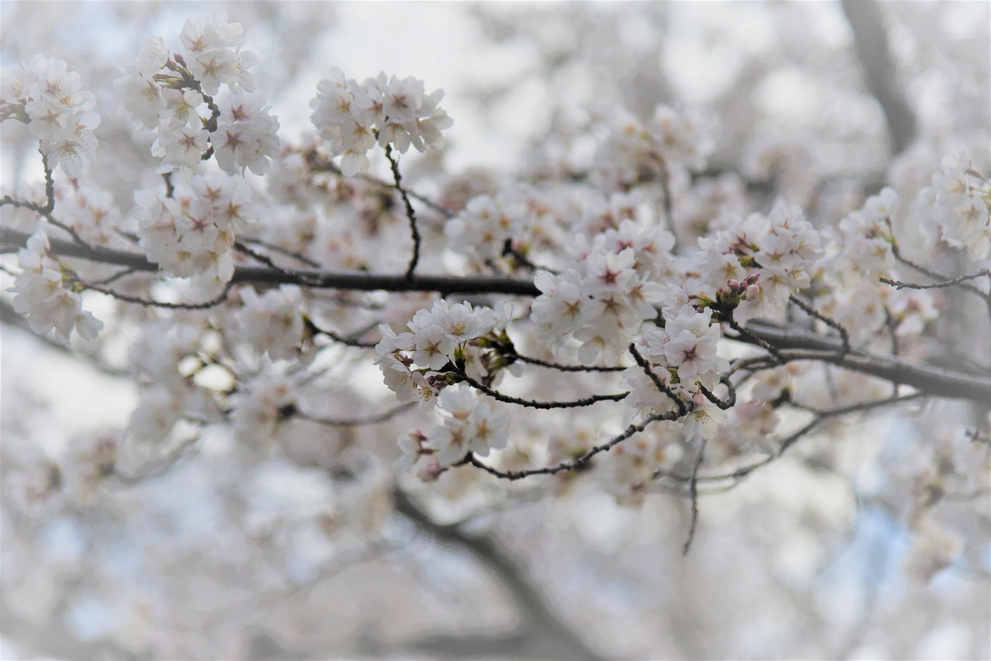 本町公園の桜