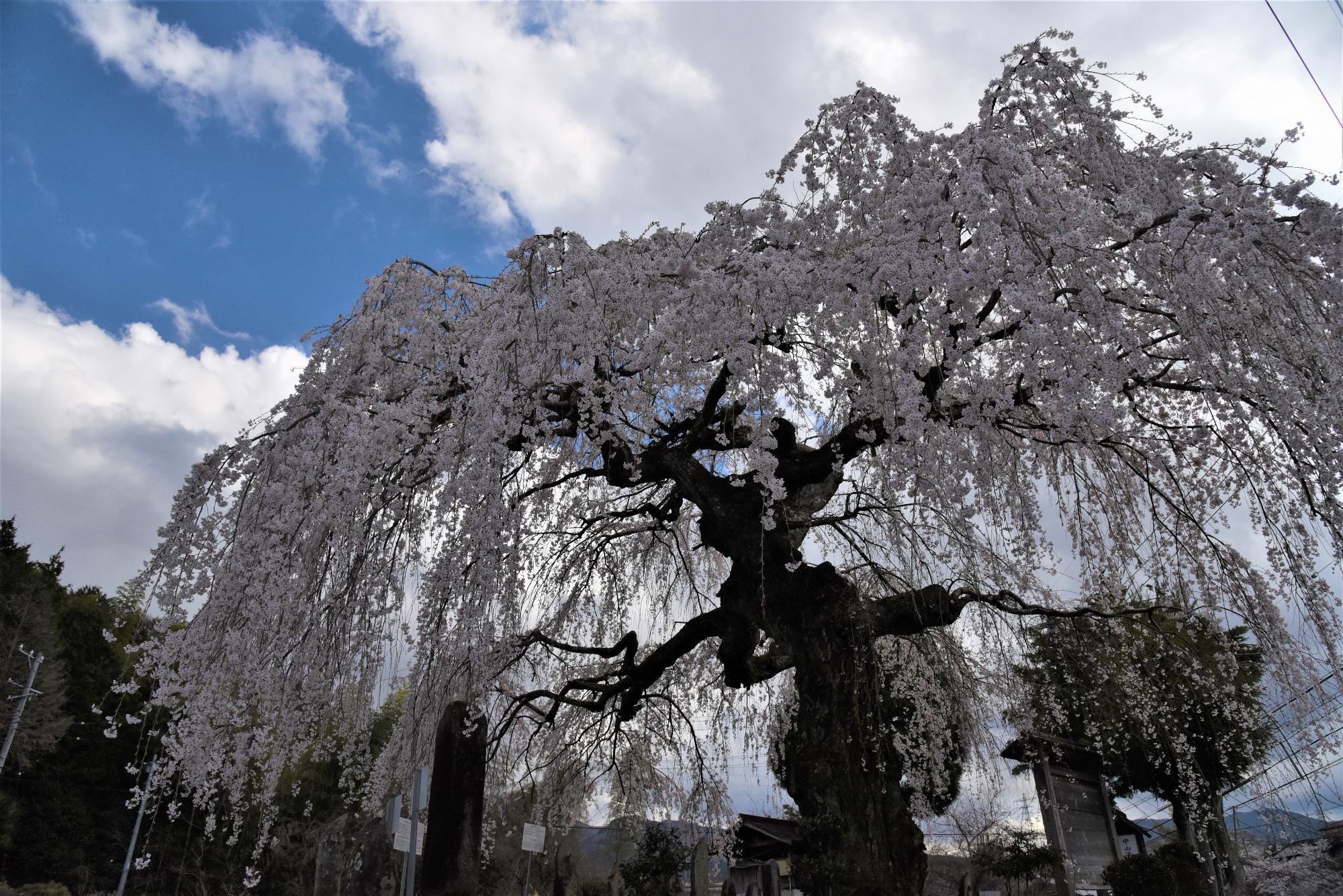 子野の桜