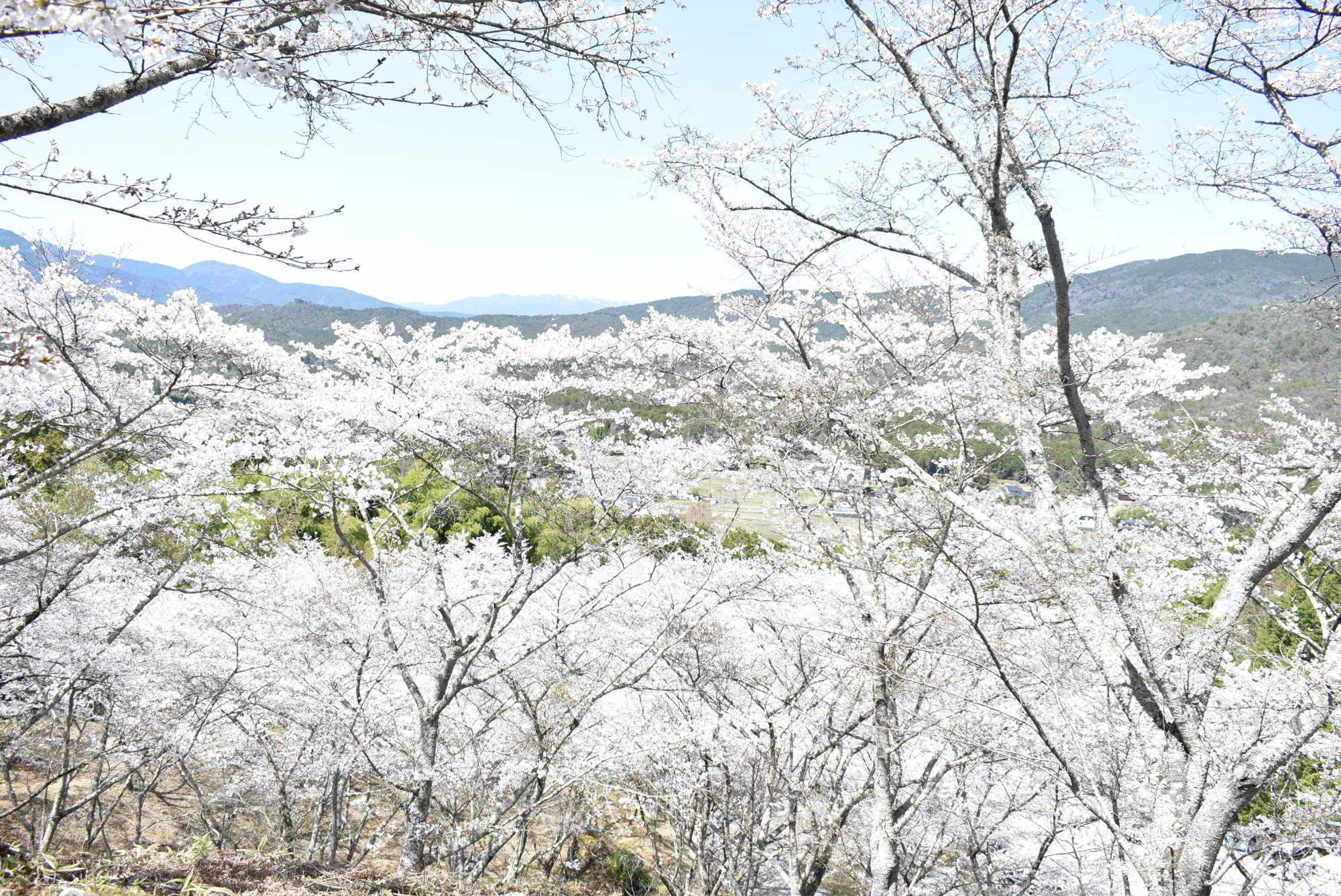 苗木さくら公園の桜