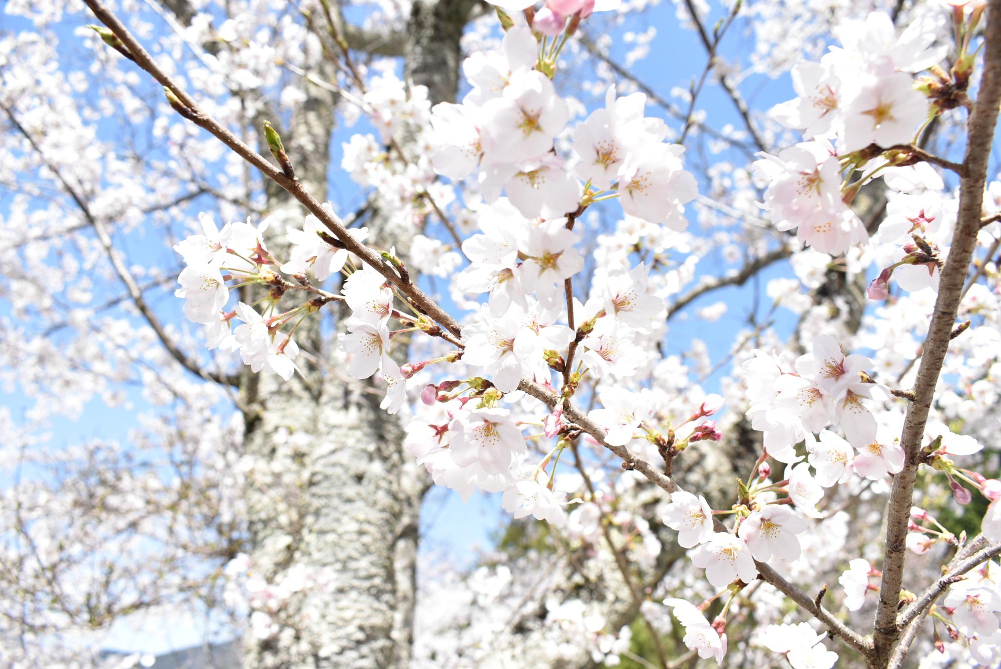 苗木さくら公園の桜