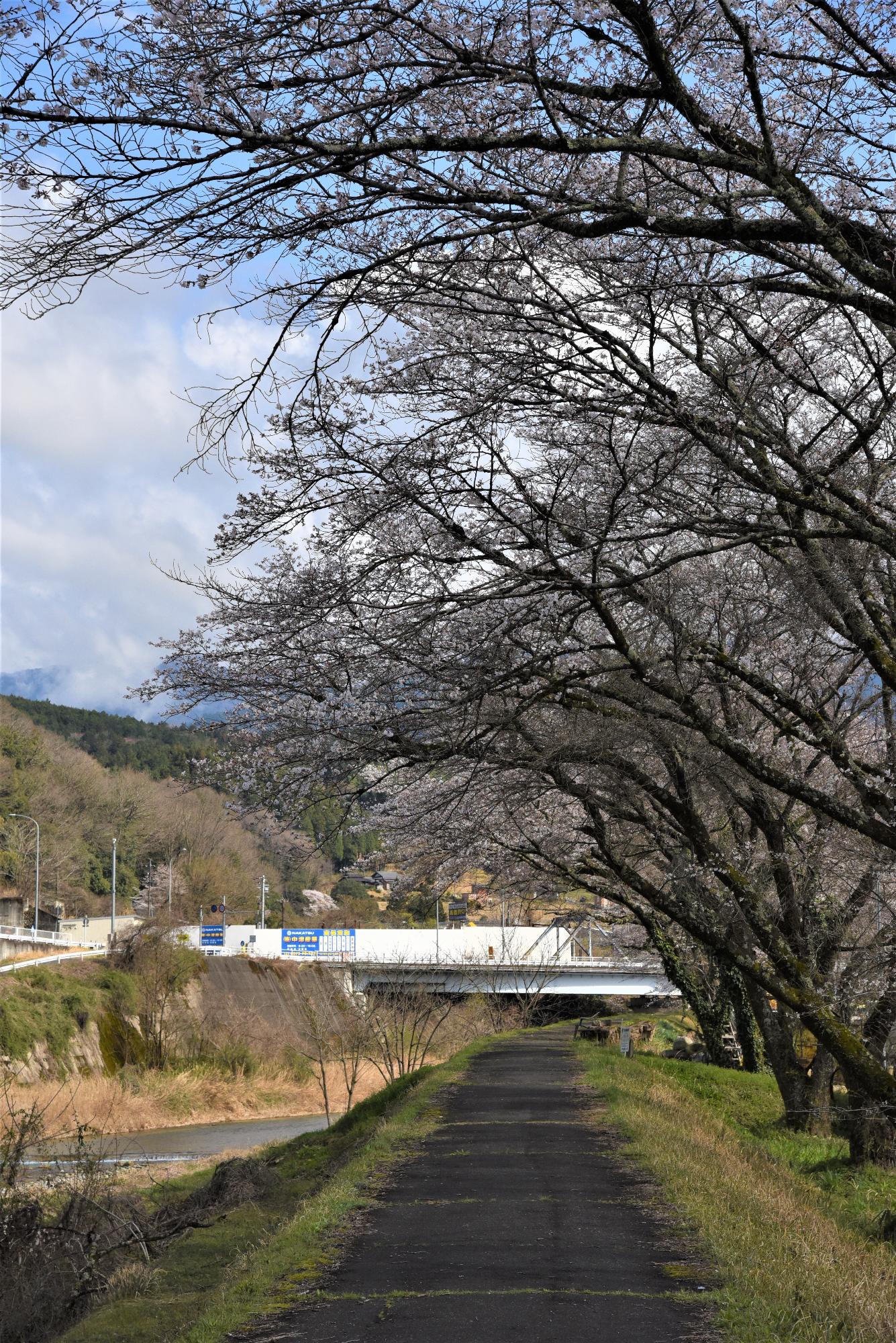 落合川沿い桜