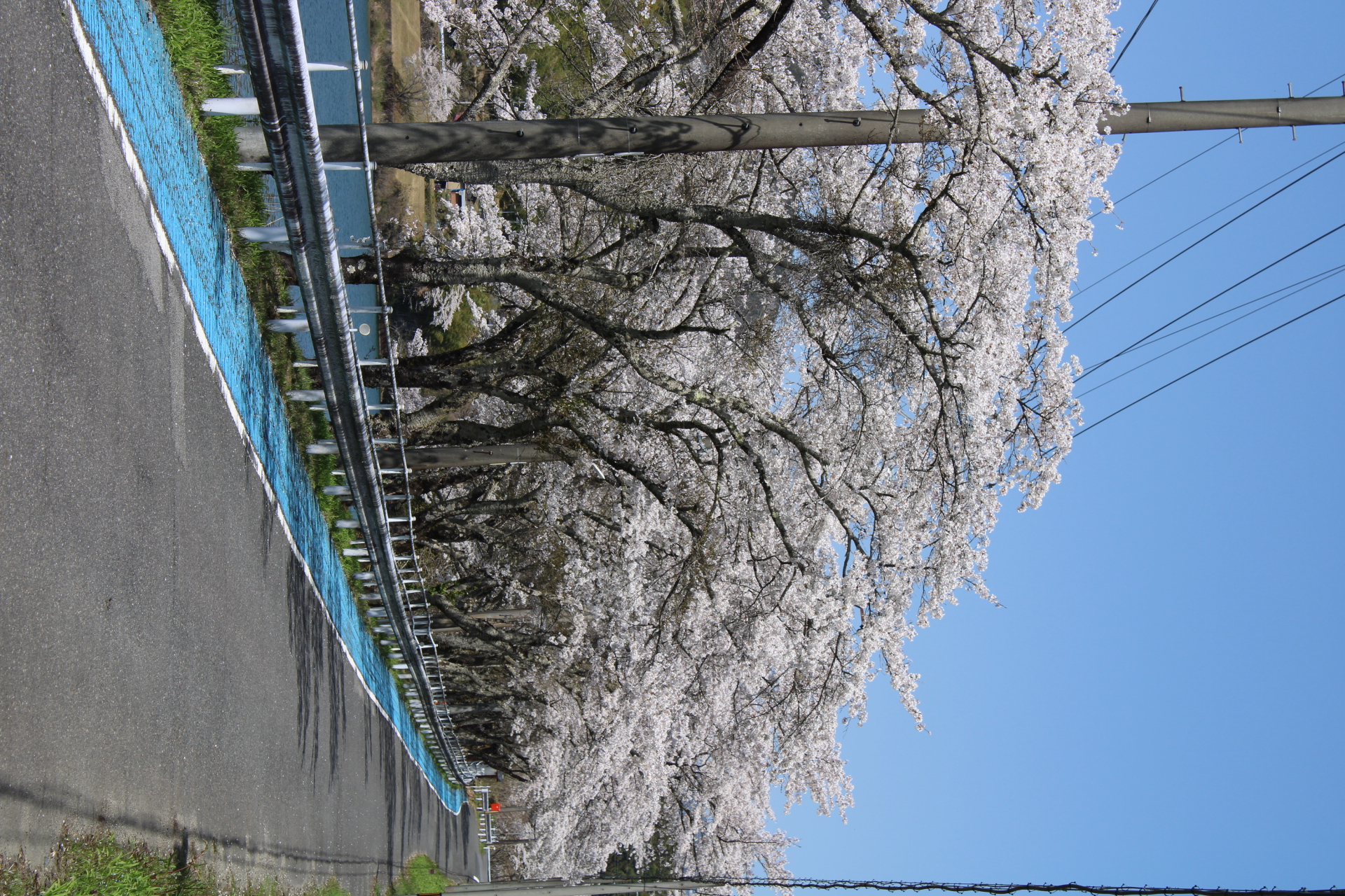 落合ダムの桜