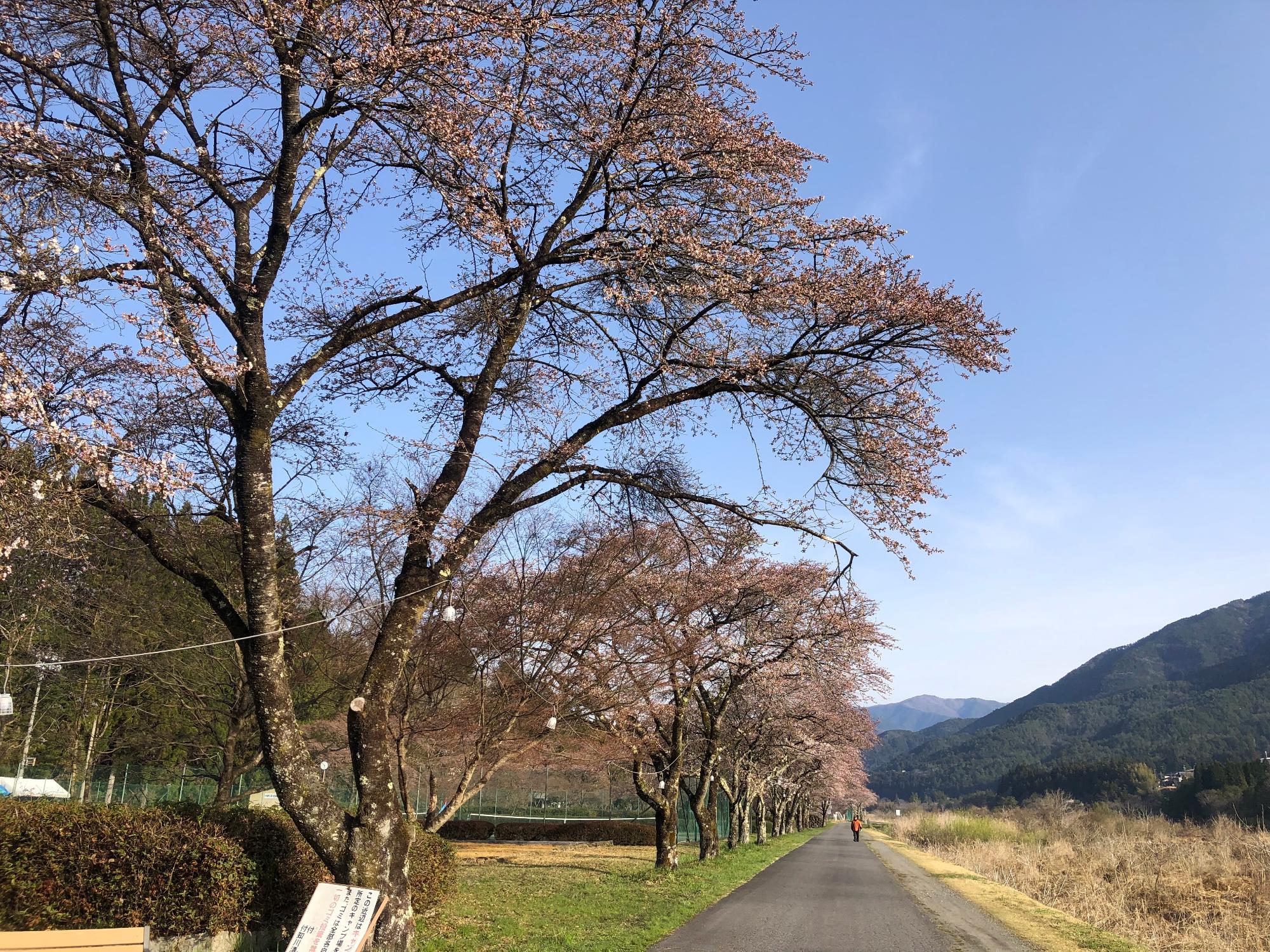 付知川河川敷の桜