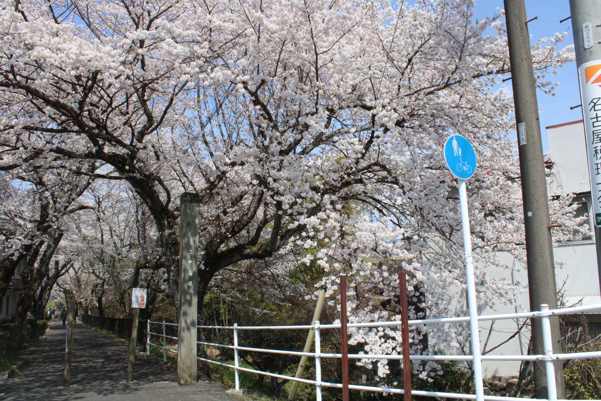 中津川遊歩道公園の桜
