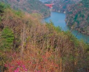 紅色に咲いたハナノキと遠くに木曽川の画像