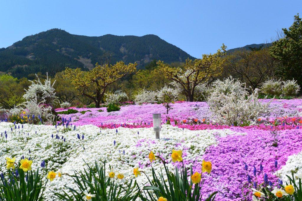 白、ピンク、赤と色とりどりに咲き誇る芝桜