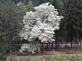 長瀞の満開に咲いたひとつばたご