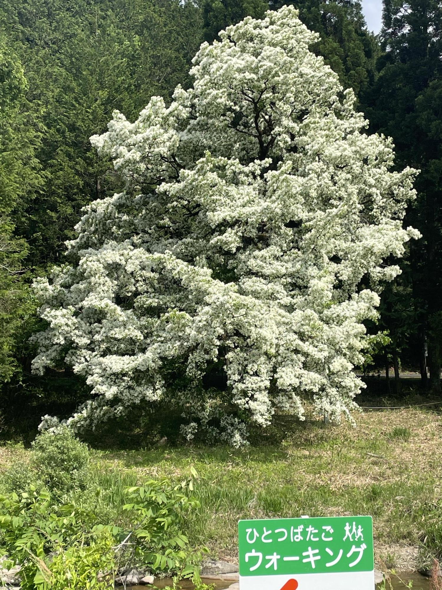 ひとつばたごウオーキングの看板と長瀞のひとつばたご