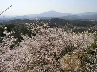 苗木さくら公園の咲いた桜画像