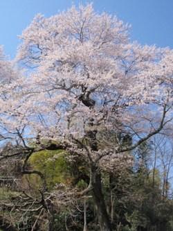 おぢゃう桜が咲いた様子