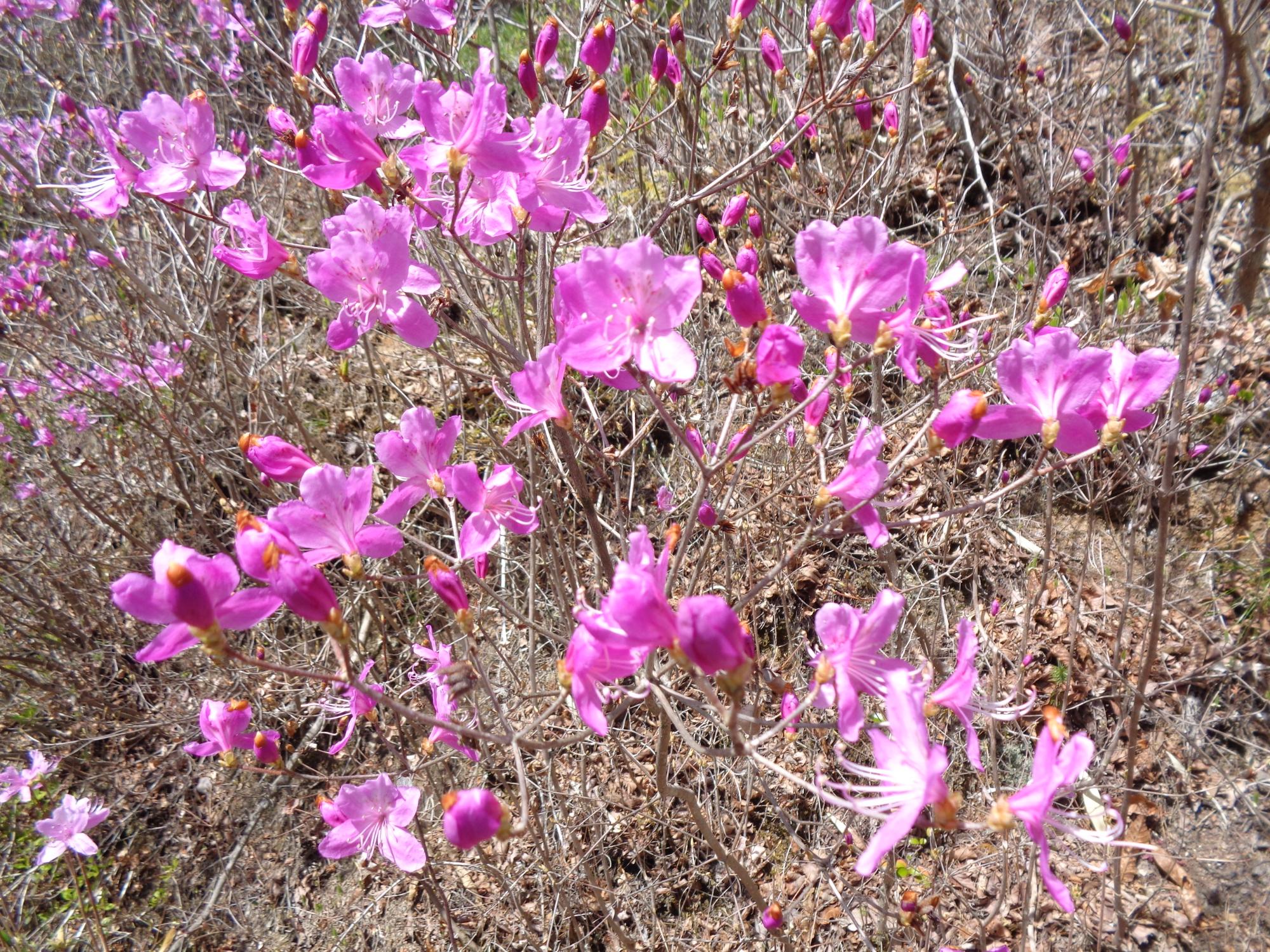 つつじの花の接写