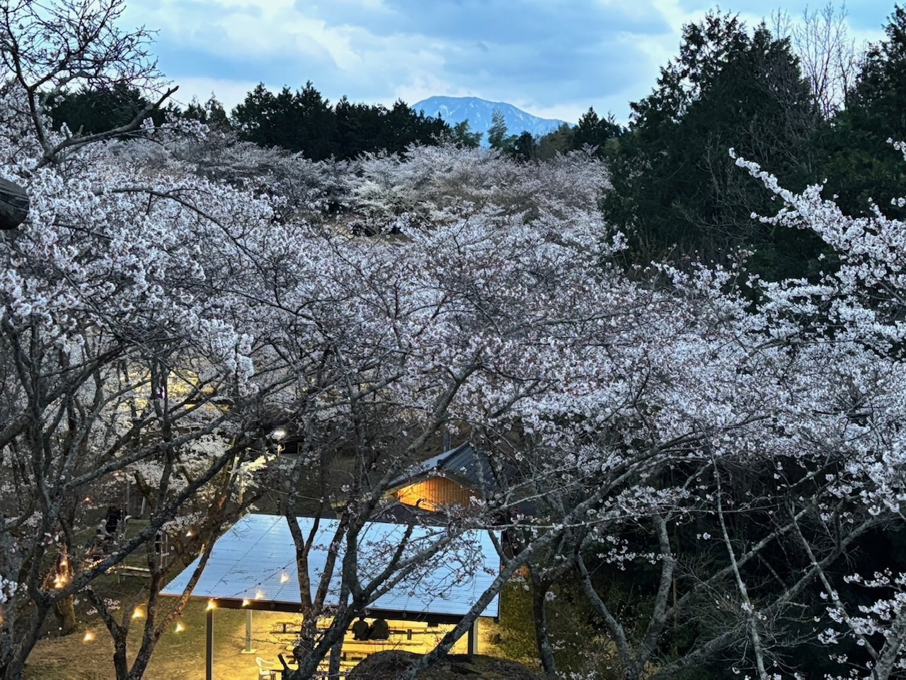 夜桜ライトアップの様子