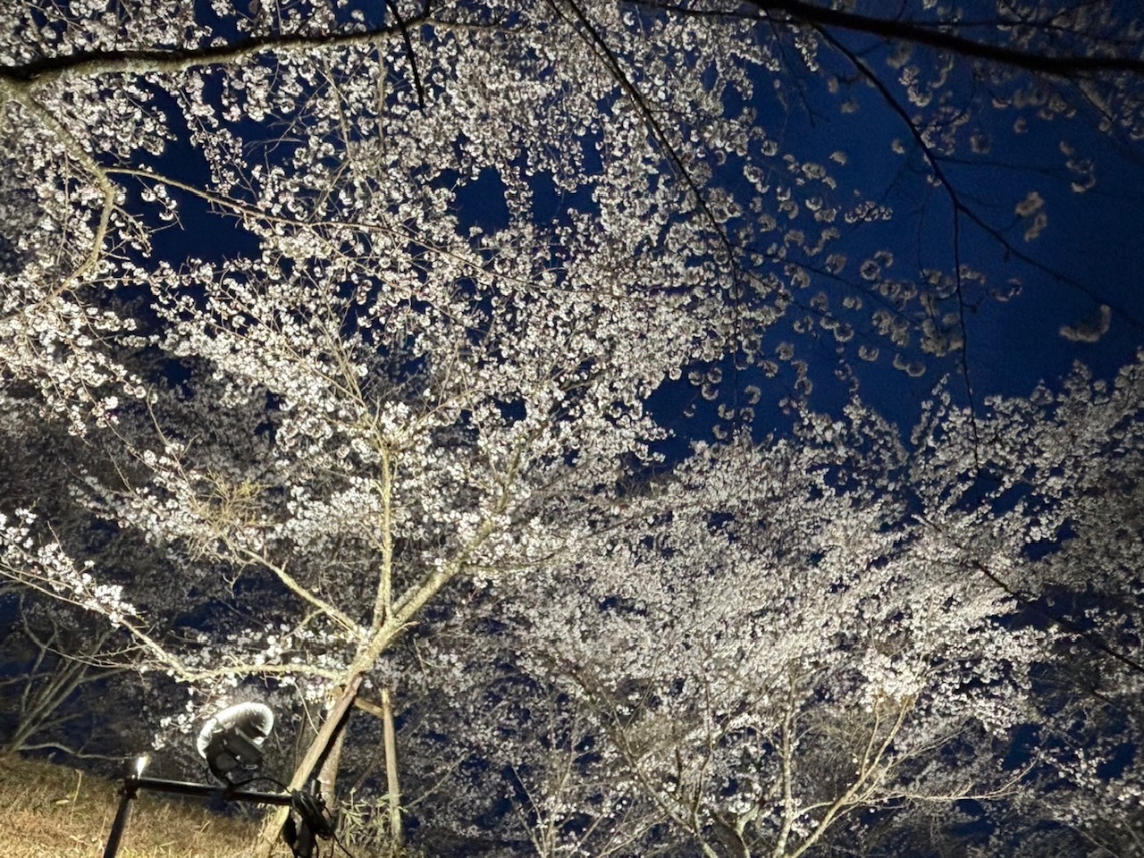 夜桜ライトアップの様子