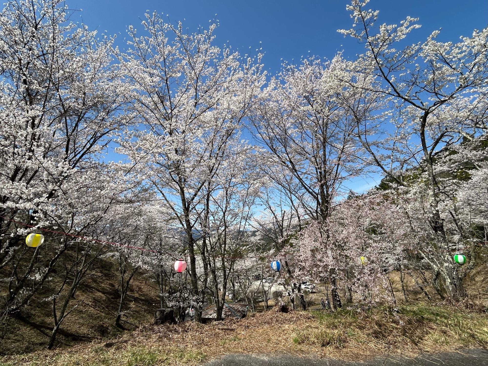 桜の開花状況「ほぼ満開」