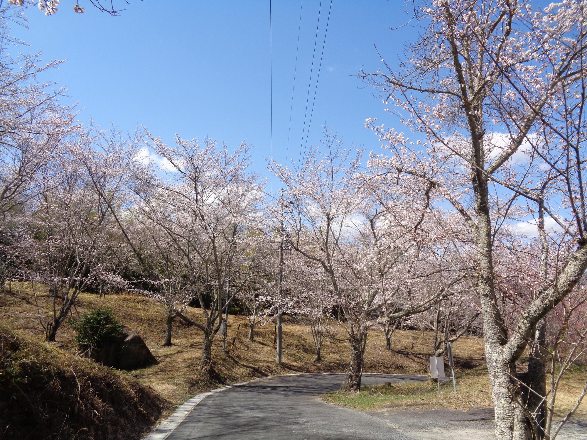桜の開花状況「八分咲き」