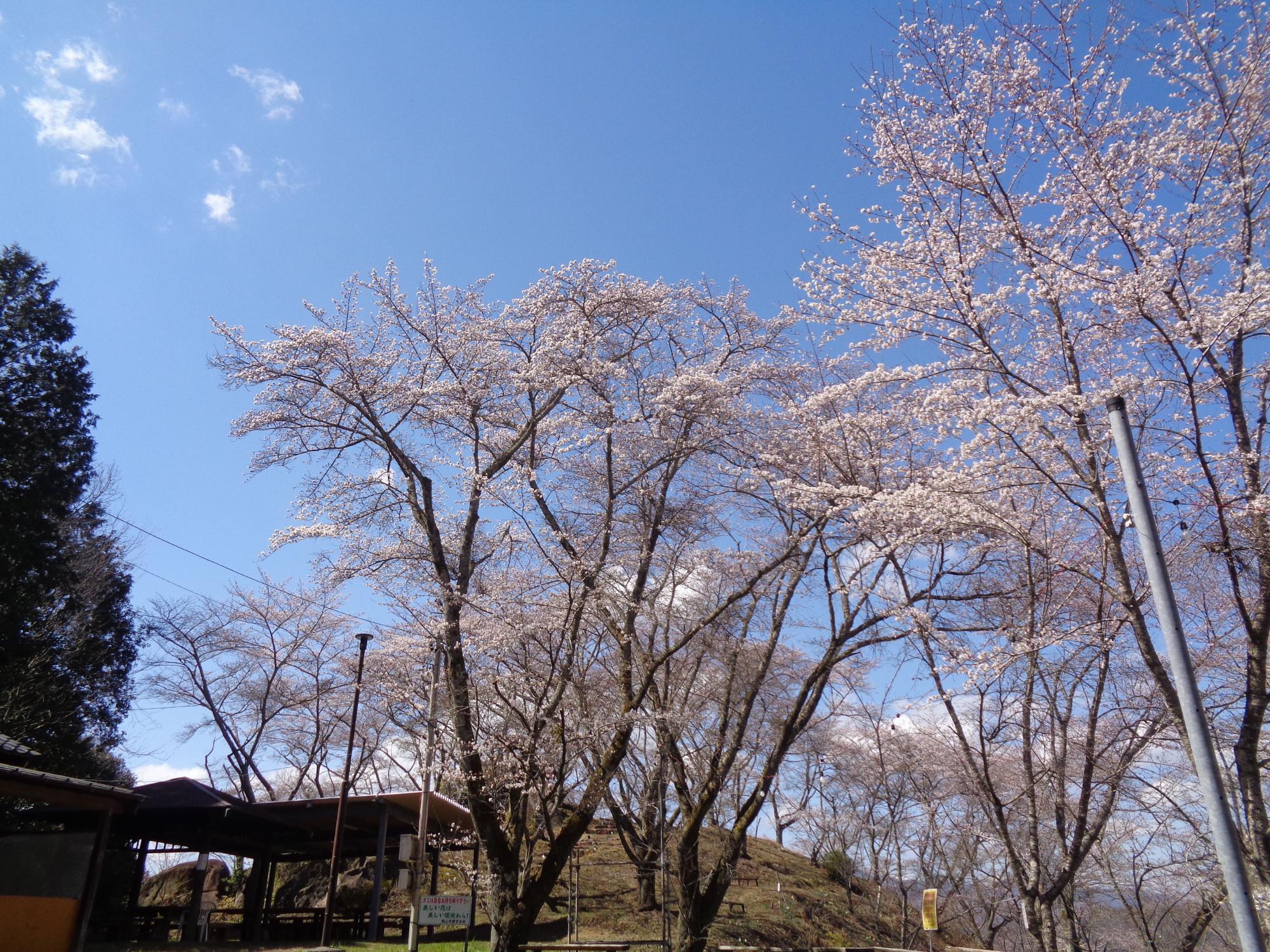 桜の開花状況「八分咲き」