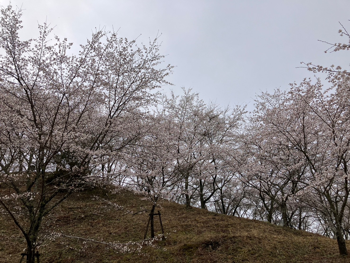 苗木さくら公園の桜1