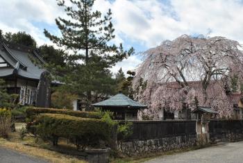 医王寺の外観と咲いている枝垂れ桜の画像