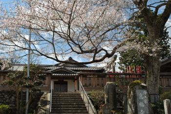 高福寺入り口横に咲く彼岸桜