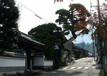 善昌寺の門冠の松を道路から見た画像