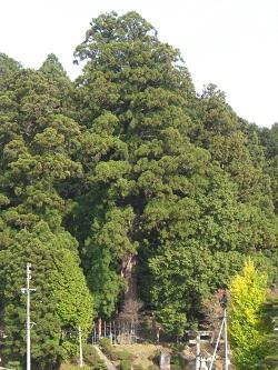 大杉の画像