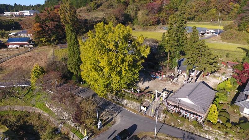 上空から見た長楽寺と紅葉が始まった大いちょうの木