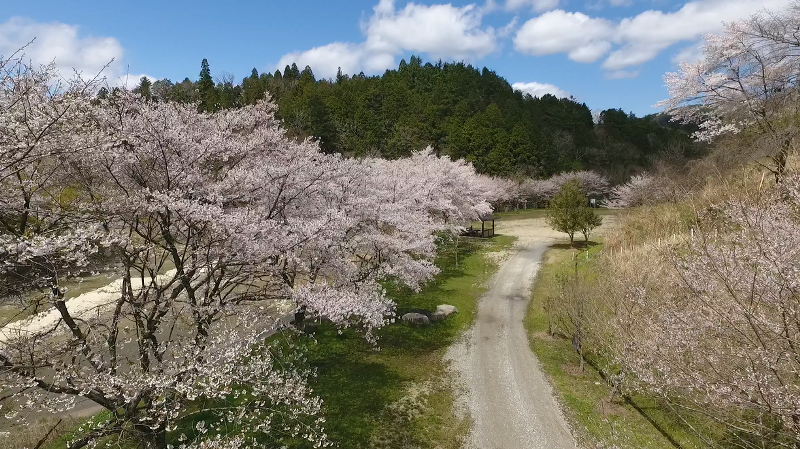桜が咲いた公園を高いところから見た風景