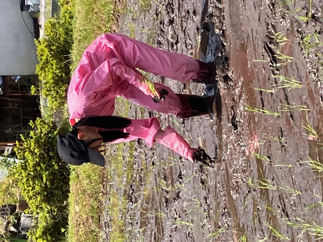 おむすび娘が田植えを体験している様子