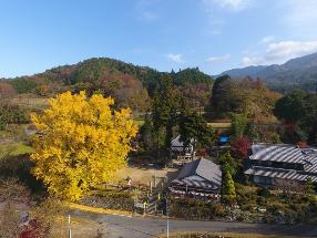 長楽寺のイチョウ