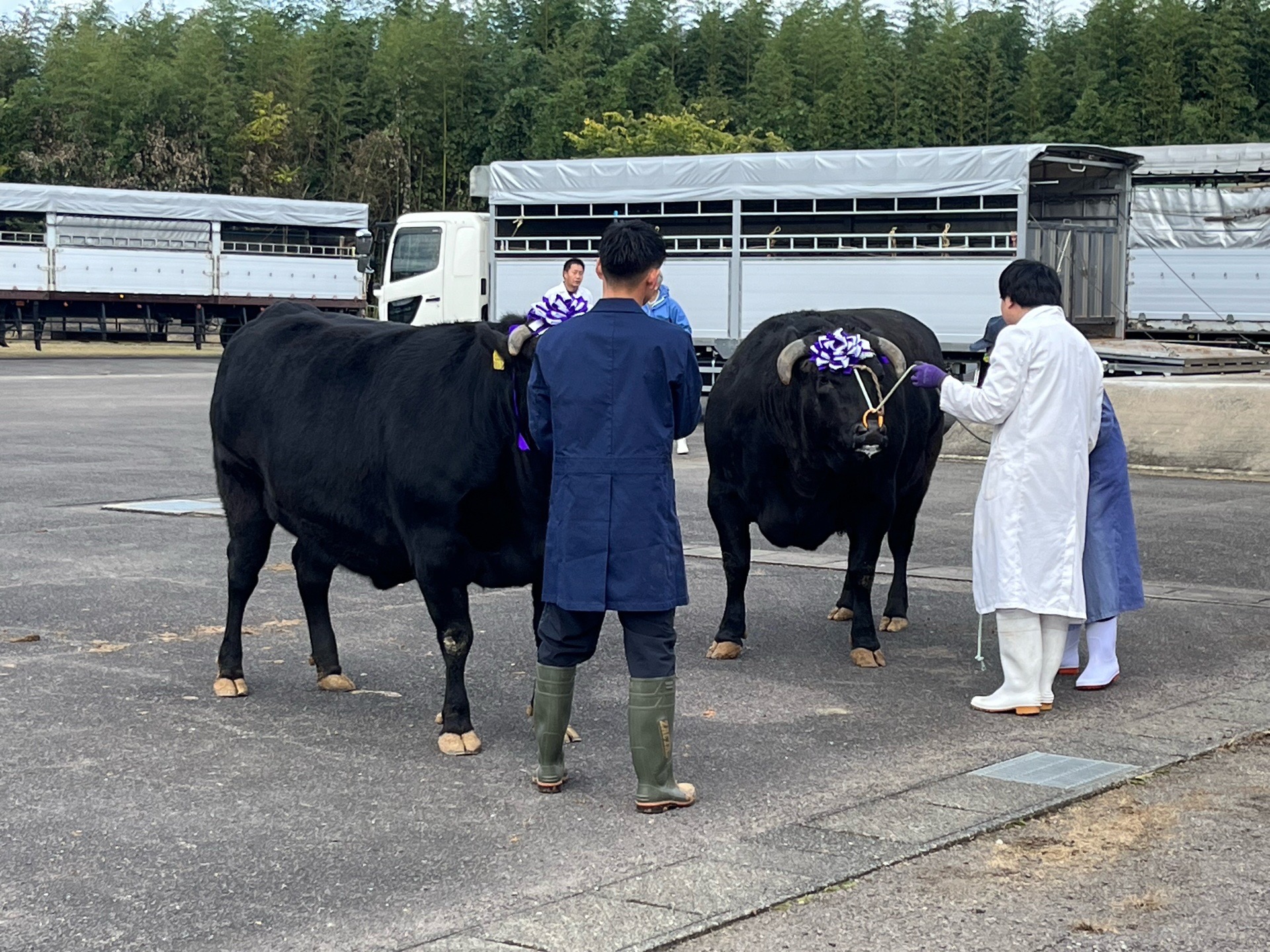 グランドチャンピオン審査