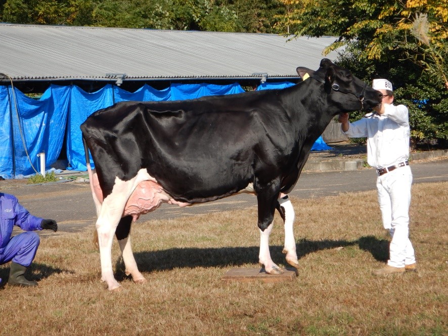第8部 経産牛（4歳以上）でチャンピオンに輝いた  ウッドファーム BM フィナンシエ号
