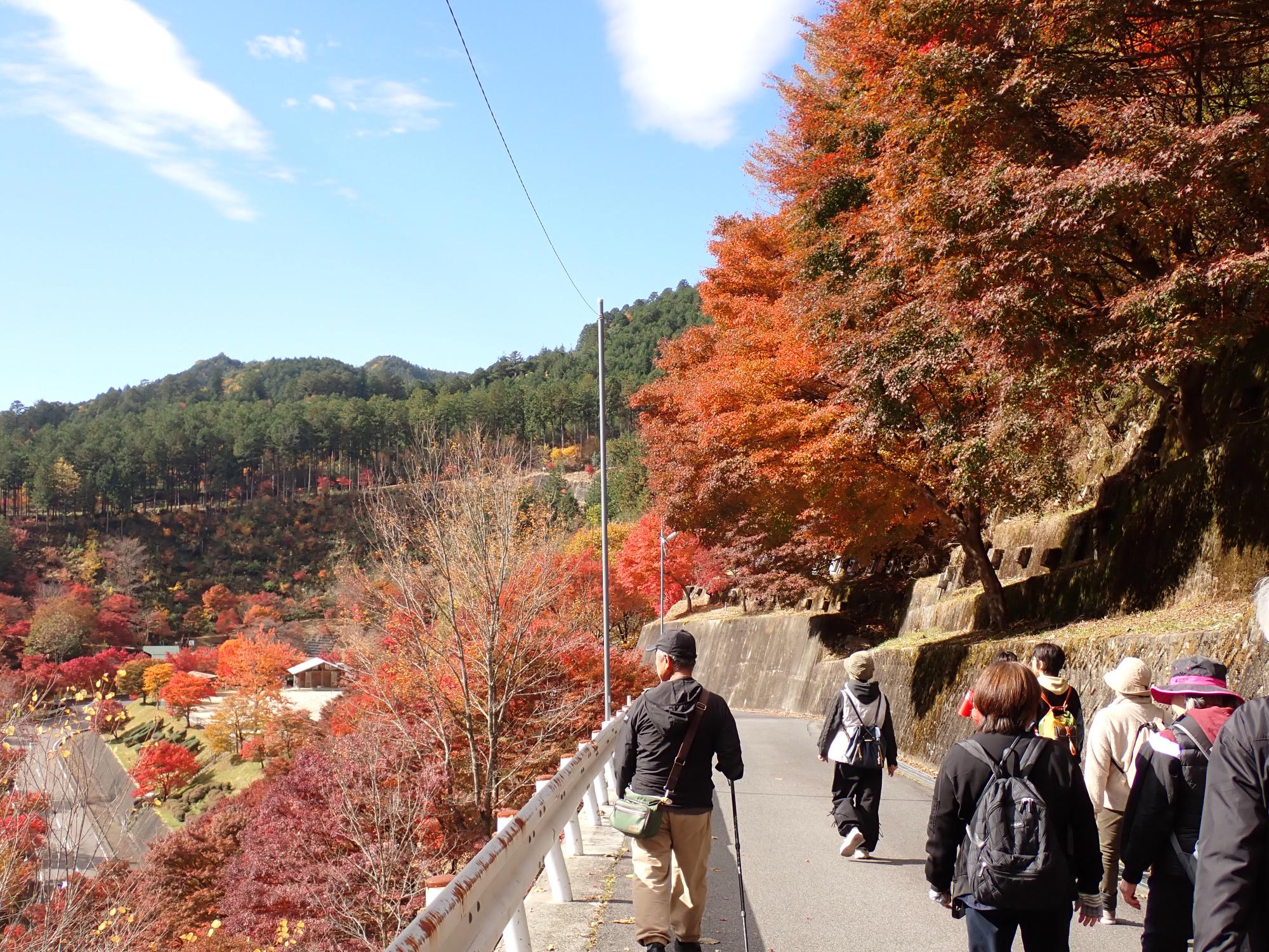 紅葉している道をウオーキングしている写真