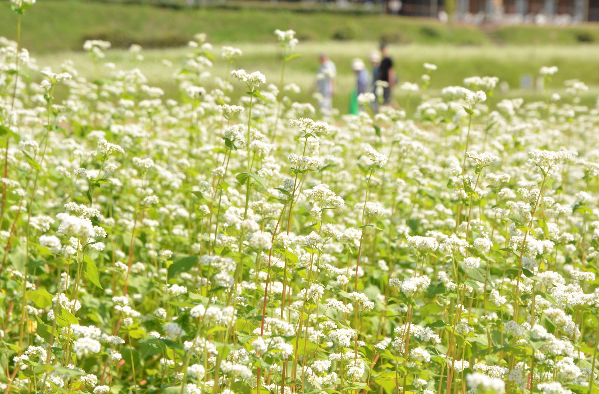 そばの花