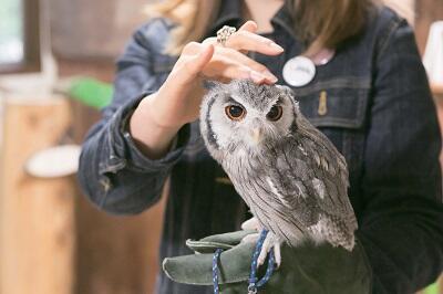 本物の可愛いフクロウに癒されよう