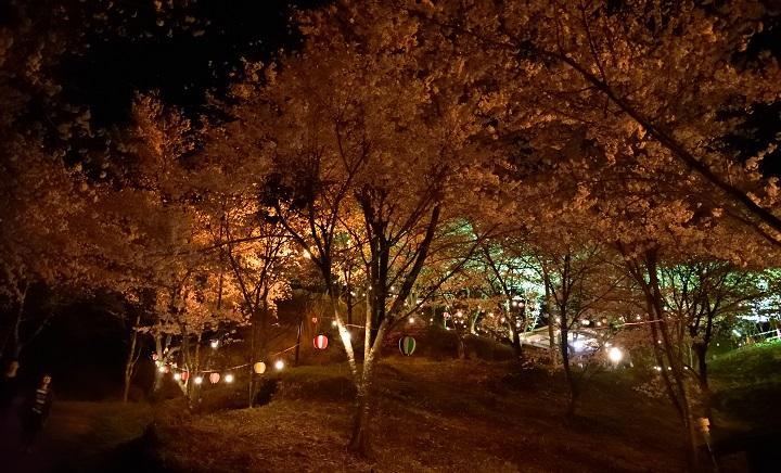 苗木さくら公園夜桜ライトアップの写真