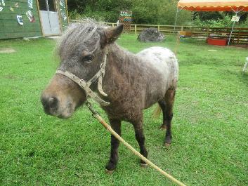 動物ふれあい体験