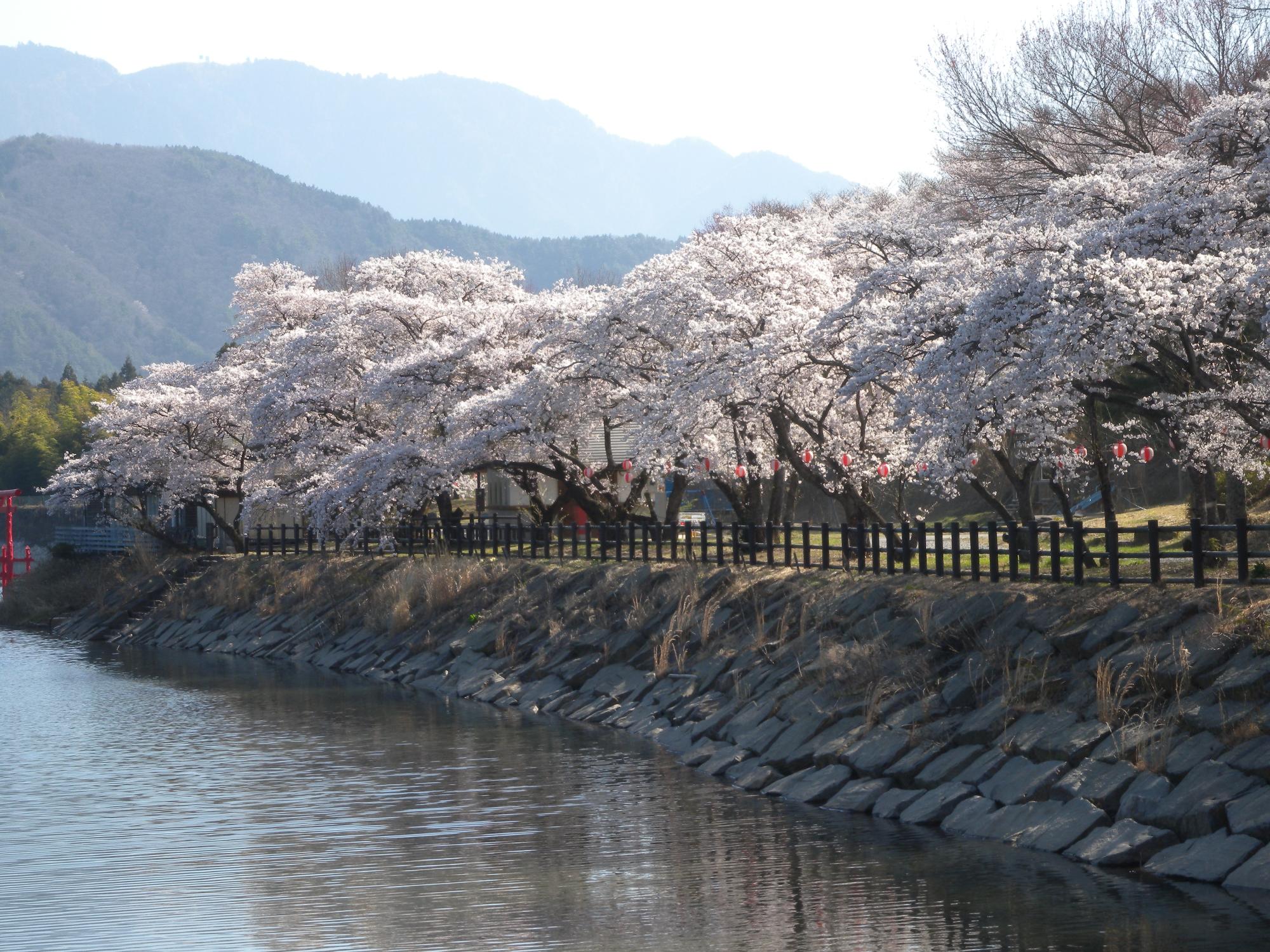 椛の湖の桜